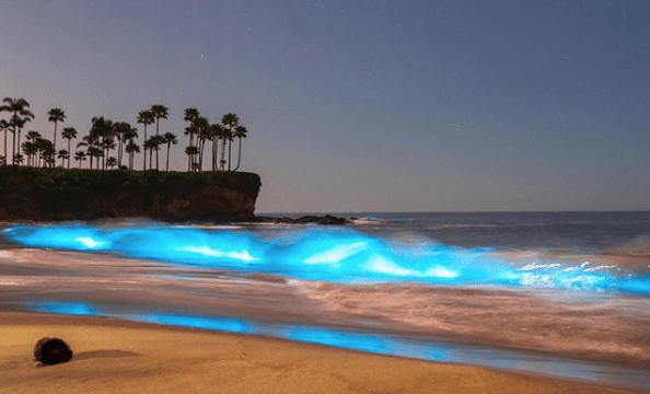Bioluminescence California 2020: Free Light Shows From Plankton